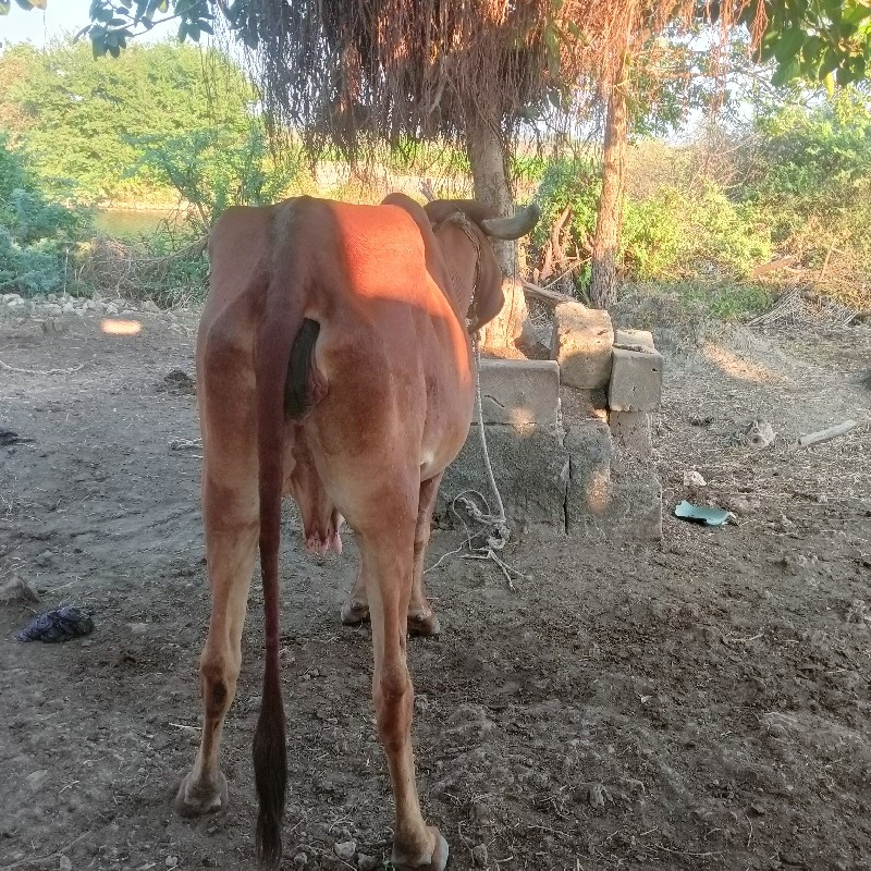 ગાય વેસવી