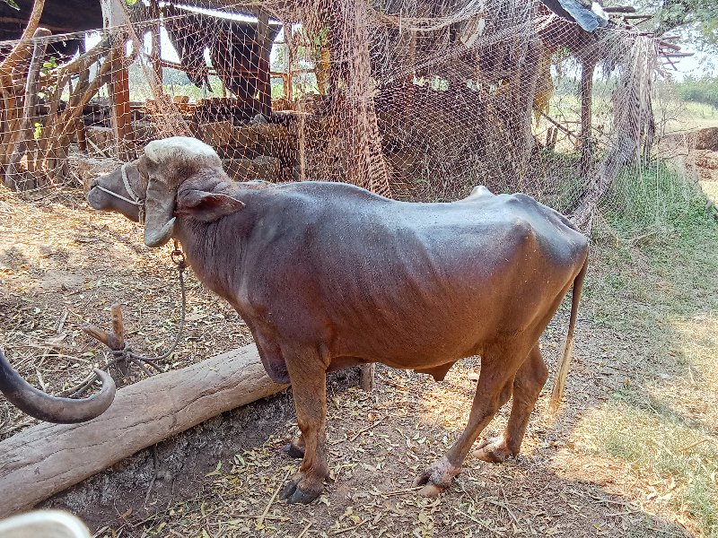 પાડો વેચવાનો છે