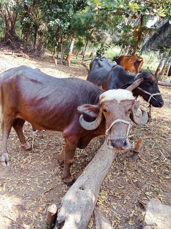 પાડો વેચવાનો છે