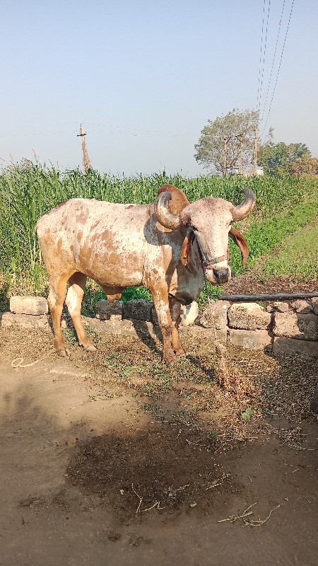 બળદ વેસવાના છે