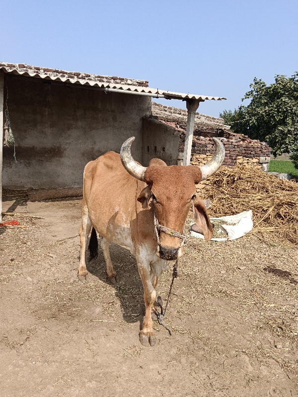 બળદ વેચવાનો છે...