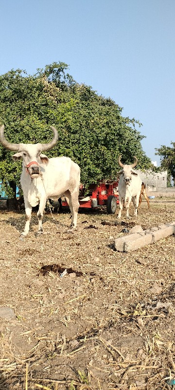 બળદ વેચવાના છે