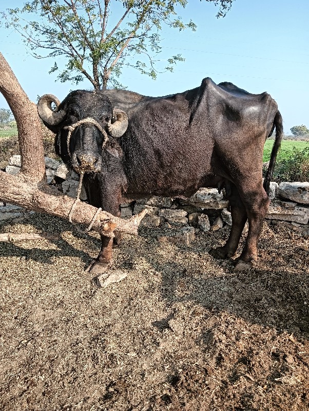 ભેચ વેચવાની છે...