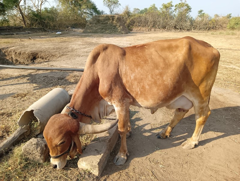 ગીર‌ ગાય વેચવાન...