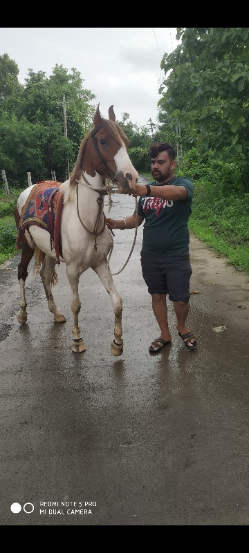 ઘોડી પાસી લેવાન...