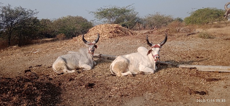 વેચવાના છે