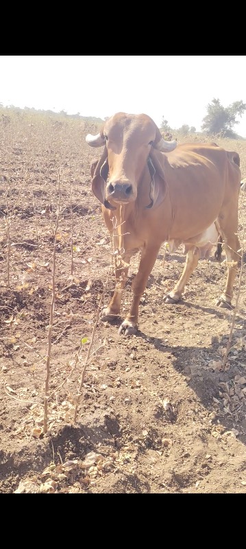 ગાય વેચવાની છે