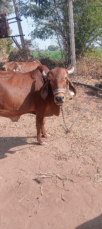 લાલ દેસી ગા વેચ...