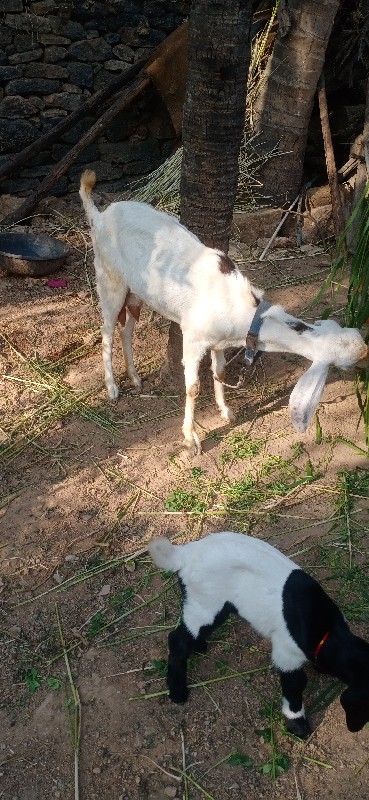 Rajasthani Soja...