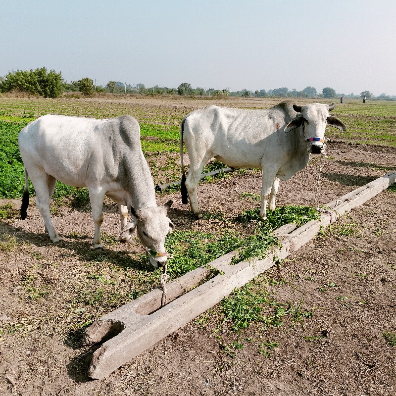 ગોધલા