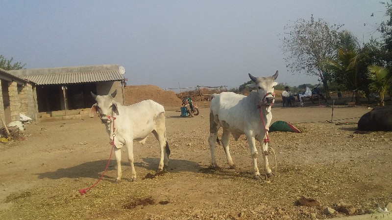 ગોધલા વેચવાના છ...