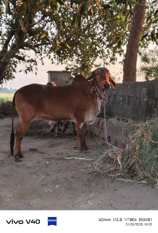 હોડકી વેચવાની