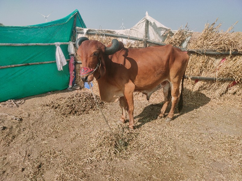 બળદ વેચવાના છે