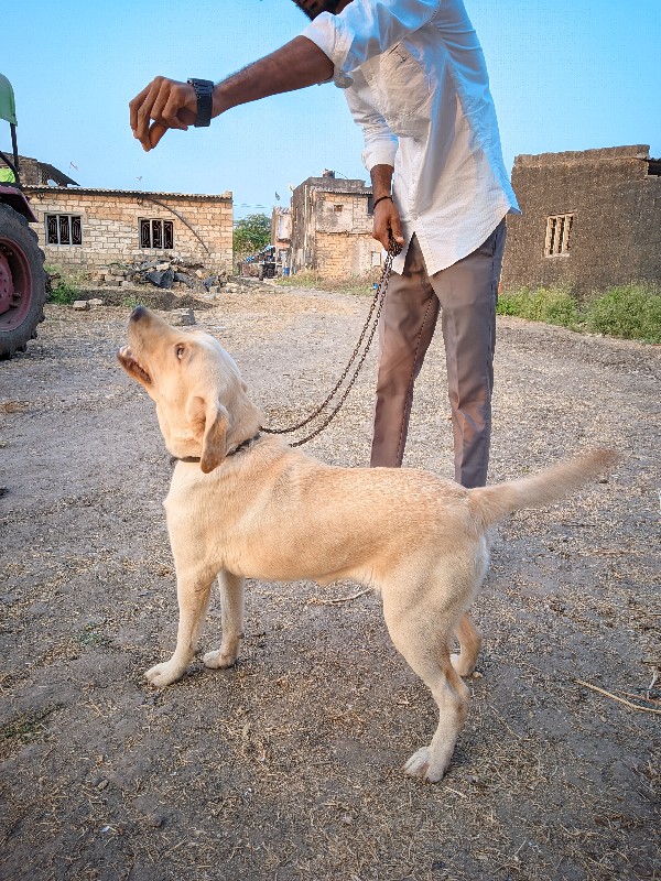 ફેમેલ દેવાની છે