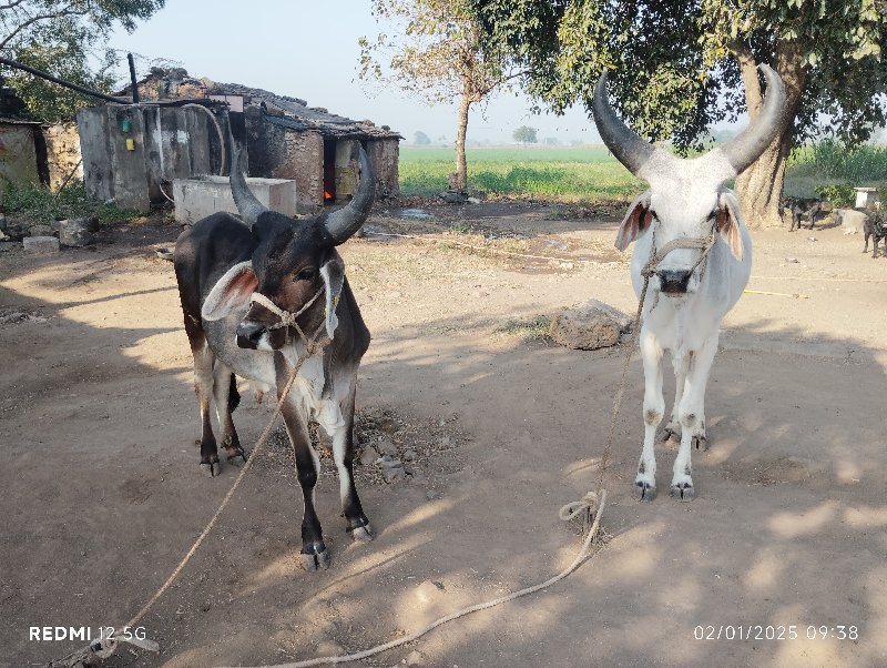 બળદ વેચવાના છે