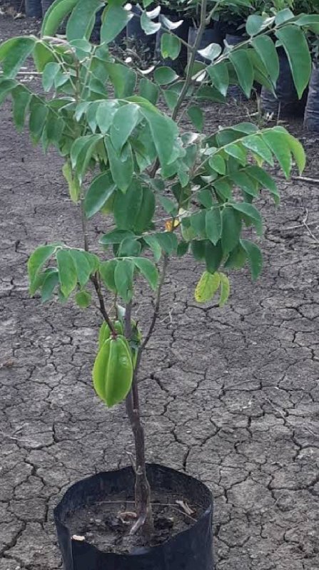 star fruit