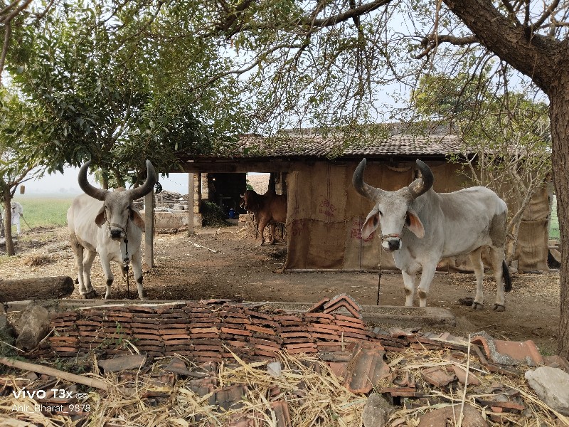 બળદ વેચવા ના છે