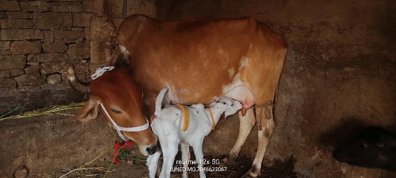 બે ઓળકી વેચવાની...