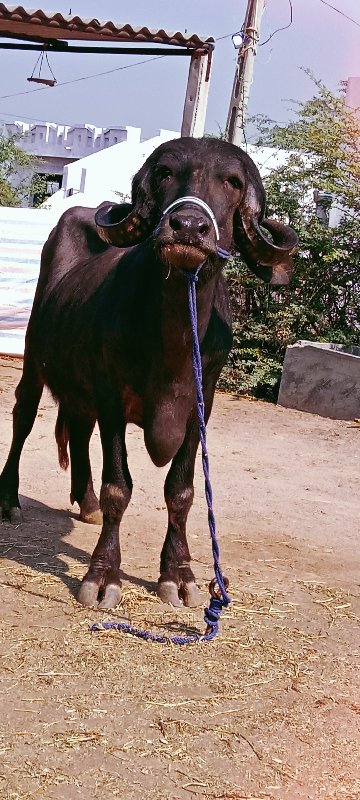 ખડેલું વેચવાનું...