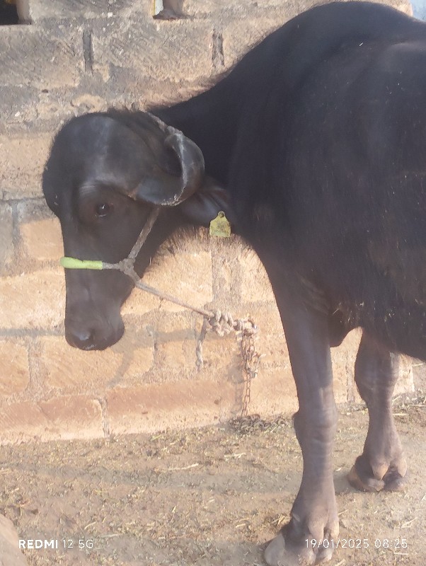 પેલું વેતર કરેલ...