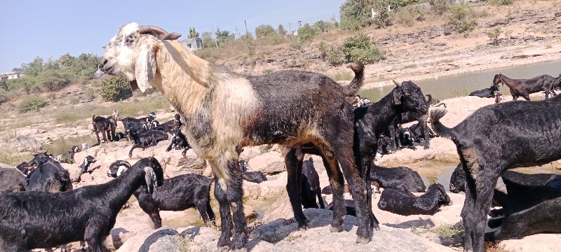 બોકડો વેચવાનો છ...