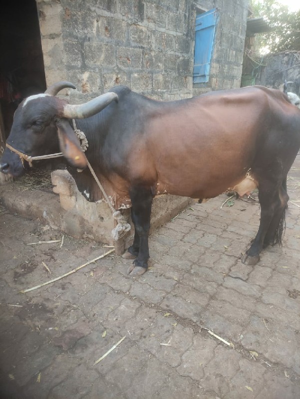 ગાય વેસવા ની છે