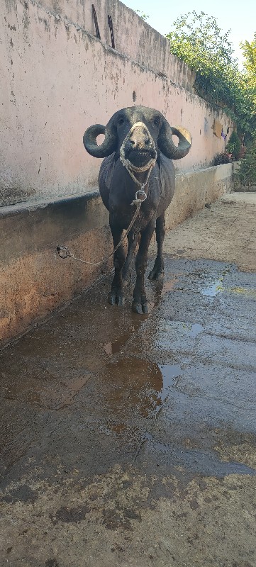 જાફરી ખડેલી