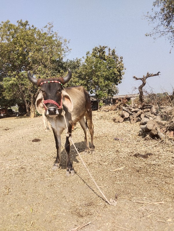 ગોઢલા વેચવાના છ...