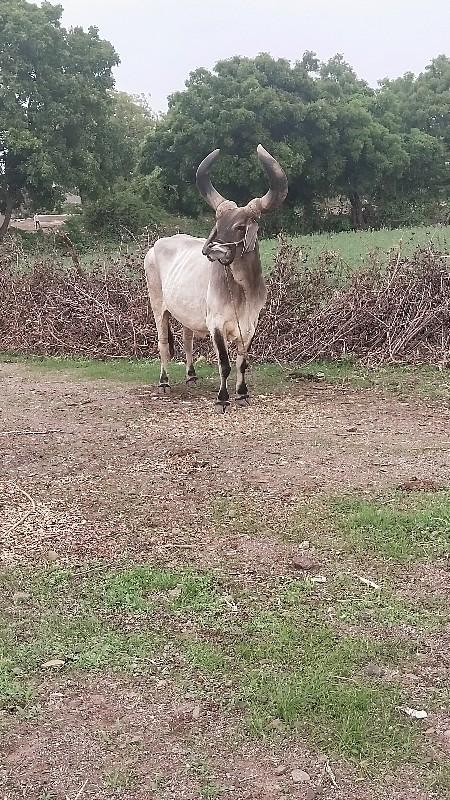 બળદ લેવાનો છે