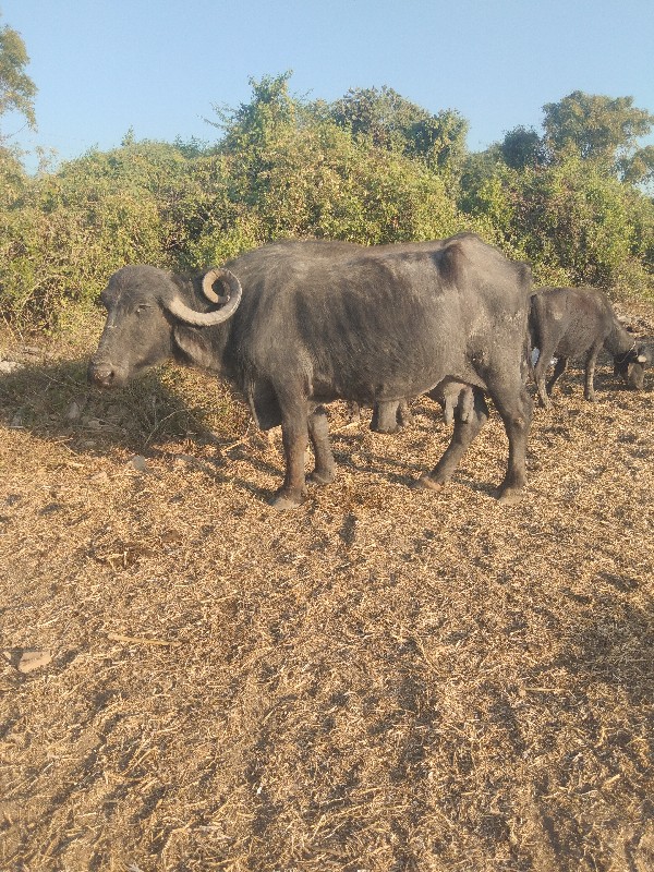 ભેંસ વેચવાની છે