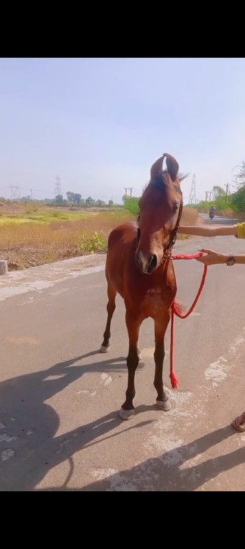 ધોડો વેસવાનો છે