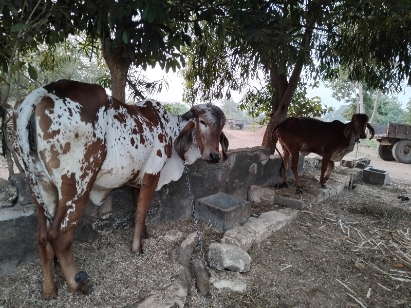 ગાય વેચવાની છે