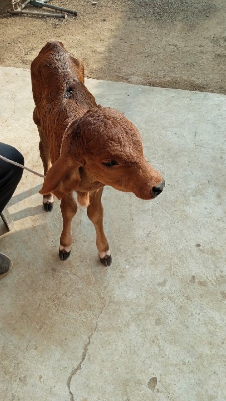 હોડકી વેચવાની છ...