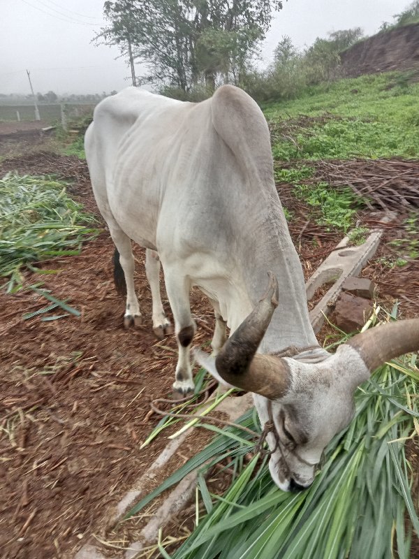 બળદ વેચવાના છે