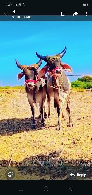 ગોઢલા  વેચવાનાછ...