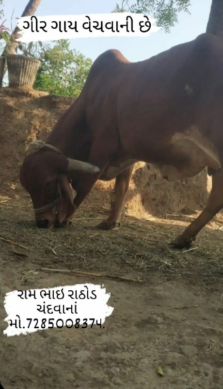 ગીર ગાય વેચવાની...