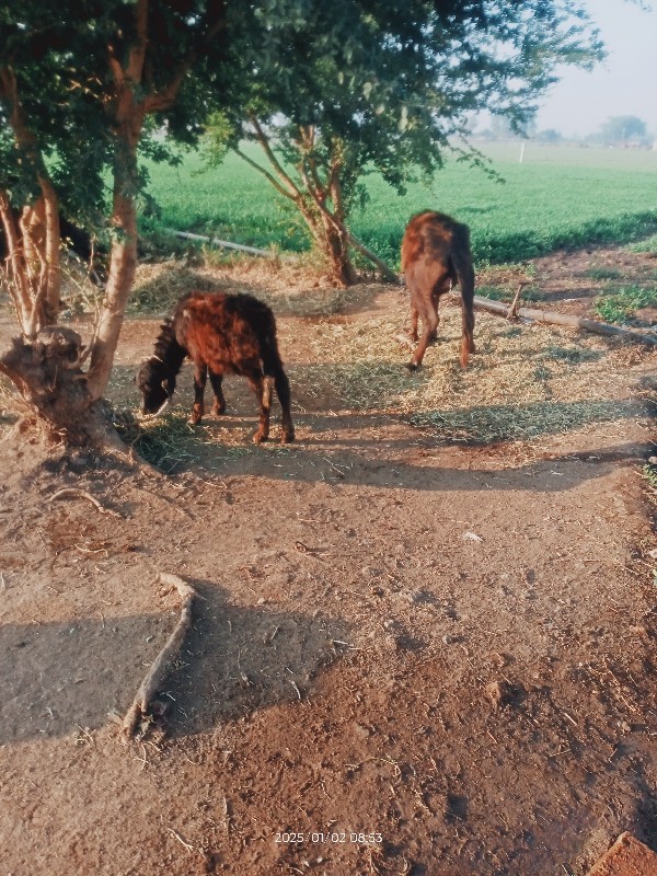 પાડો પાડી વેચવા...