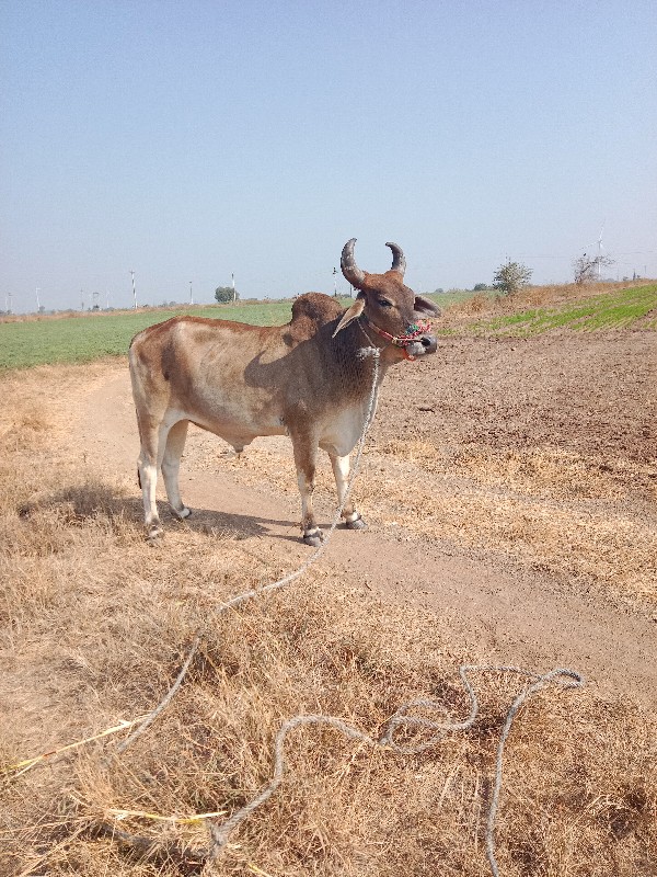 ઘોધલા વેચવા ના...