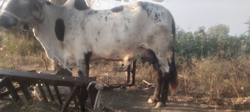 લીલડી ગાય વેચવા...