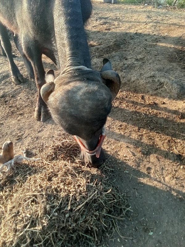 ખરેલી વેચાવશે