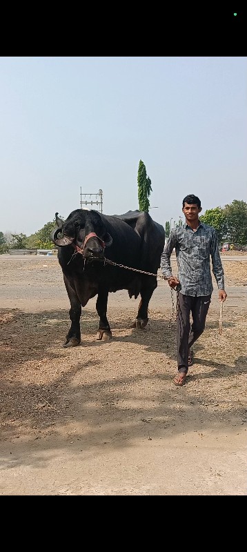 ભેંસ વેચવાની છે