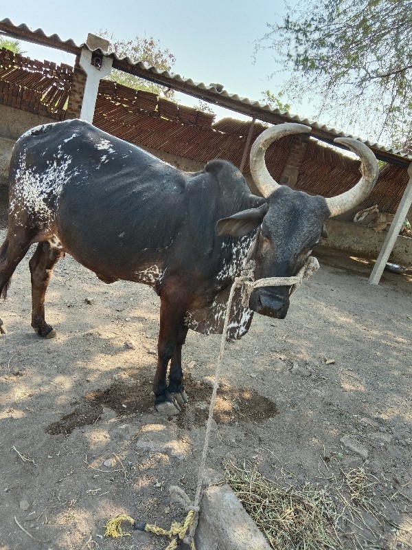 ગાયવૈચવાનીછે