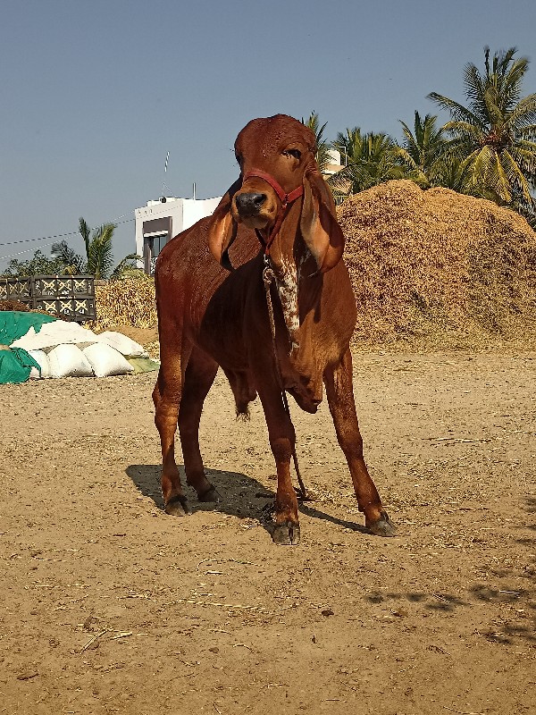 ગીર વાછડો વેચવા...