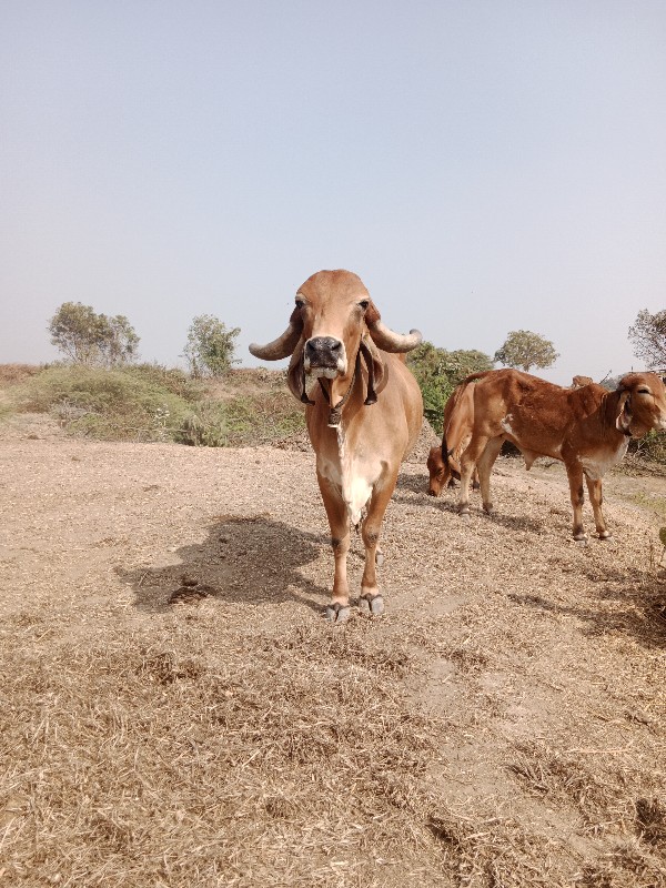 ગીર ગાય વેચવાની...