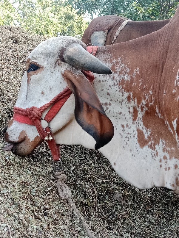 ઓરીજનલ ગીર કાબર...