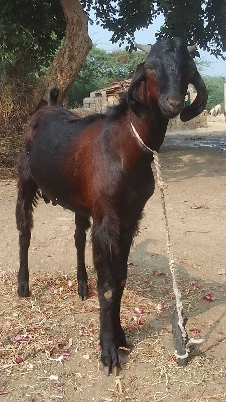 ત્રણ બોકડા વેચવ...