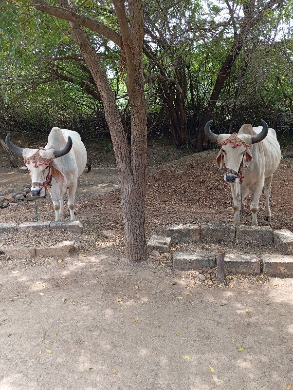 ગૉઢલા વેચવાના છ...