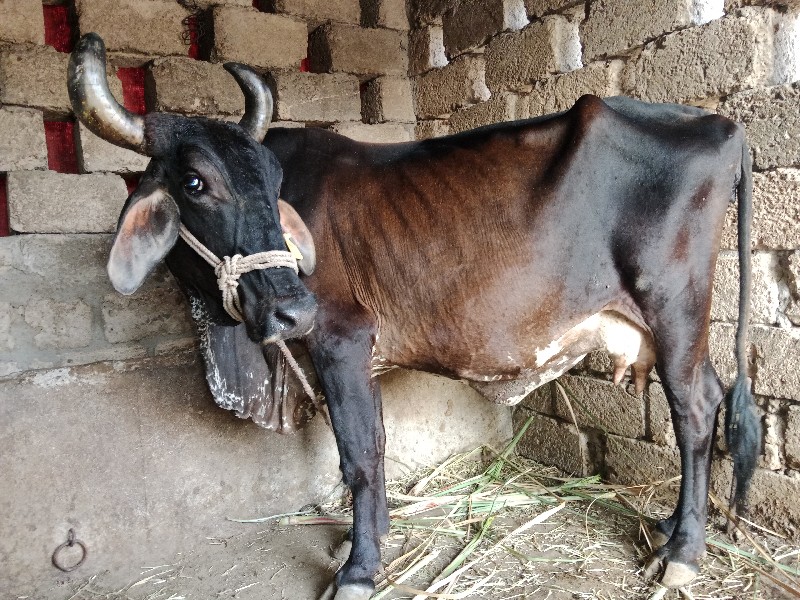 ગાય વેચવાની છે