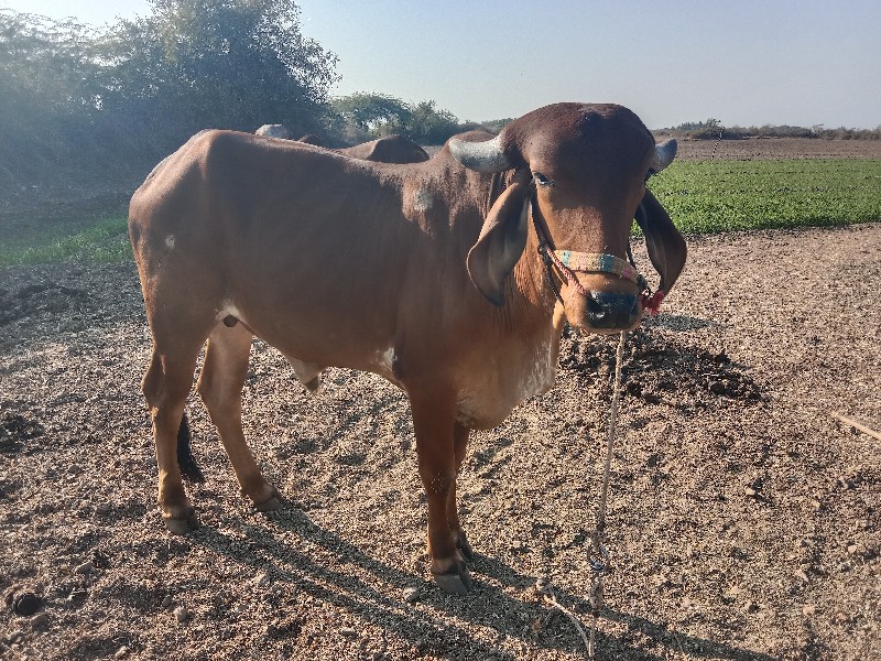 વેચવાના છે