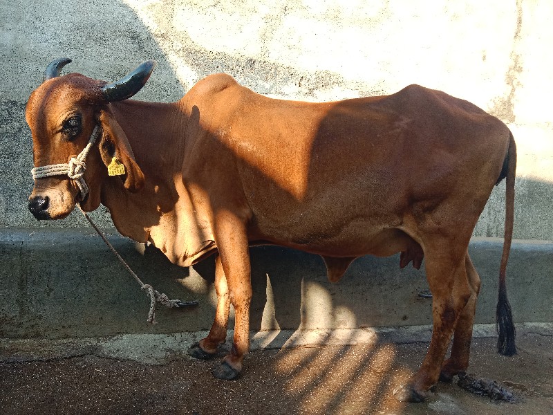 ગાય વેચવાની છે